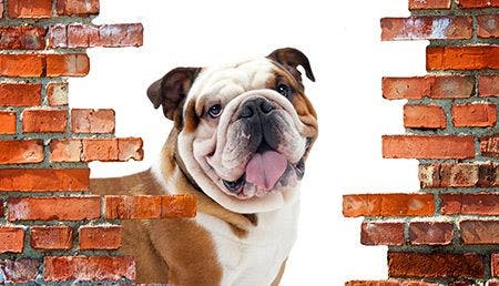 veterinary-bulldog-brick-wall-AdobeStock_99222937-AdobeStock_201335270-450-2.jpg