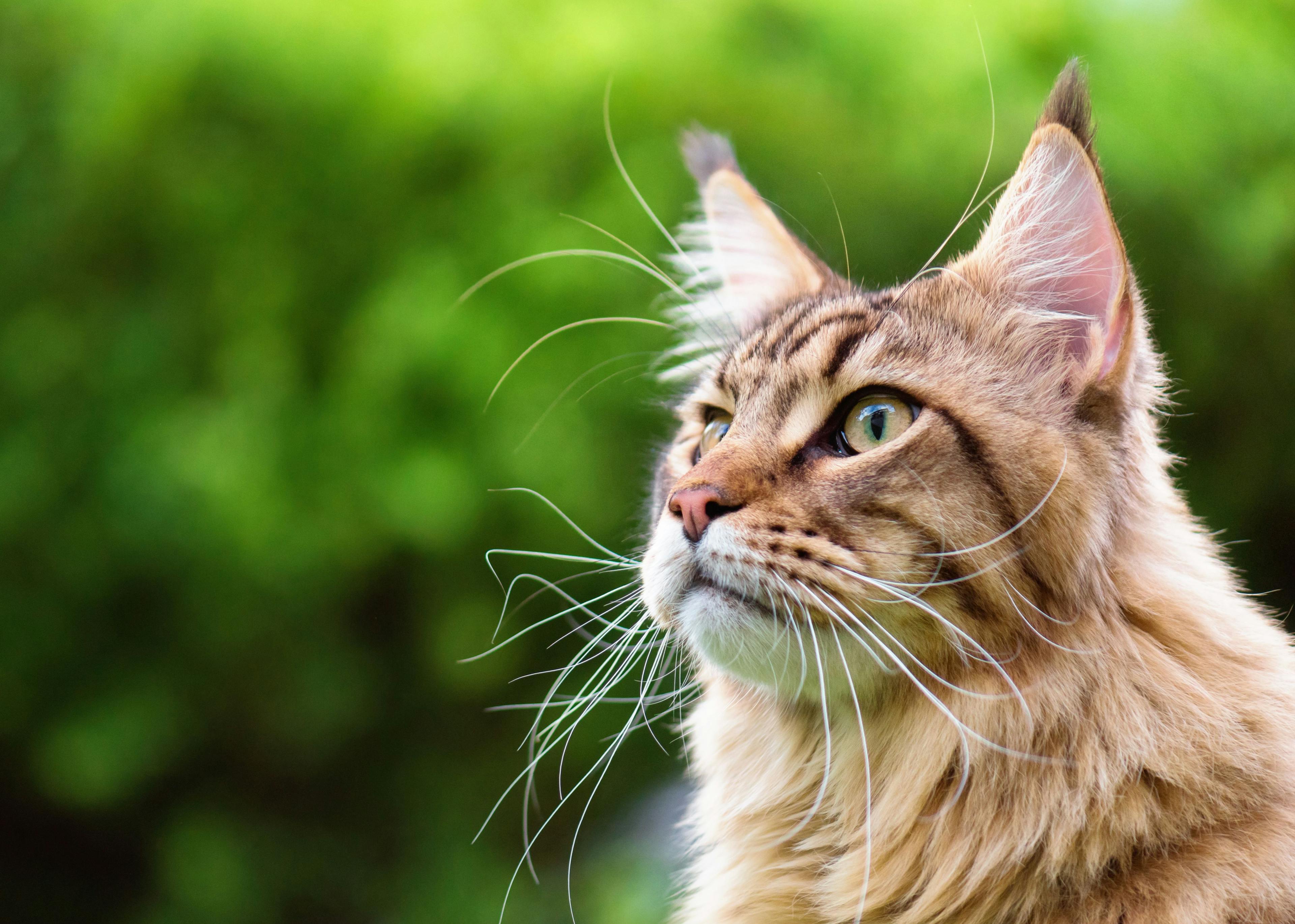 Basepaws partners with Project 25 to extend cats’ lifespans 