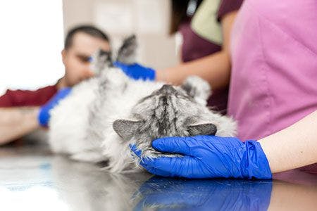 veterinary-cat-sick-emergency-procedure-AdobeStock-277373113-450px.jpg