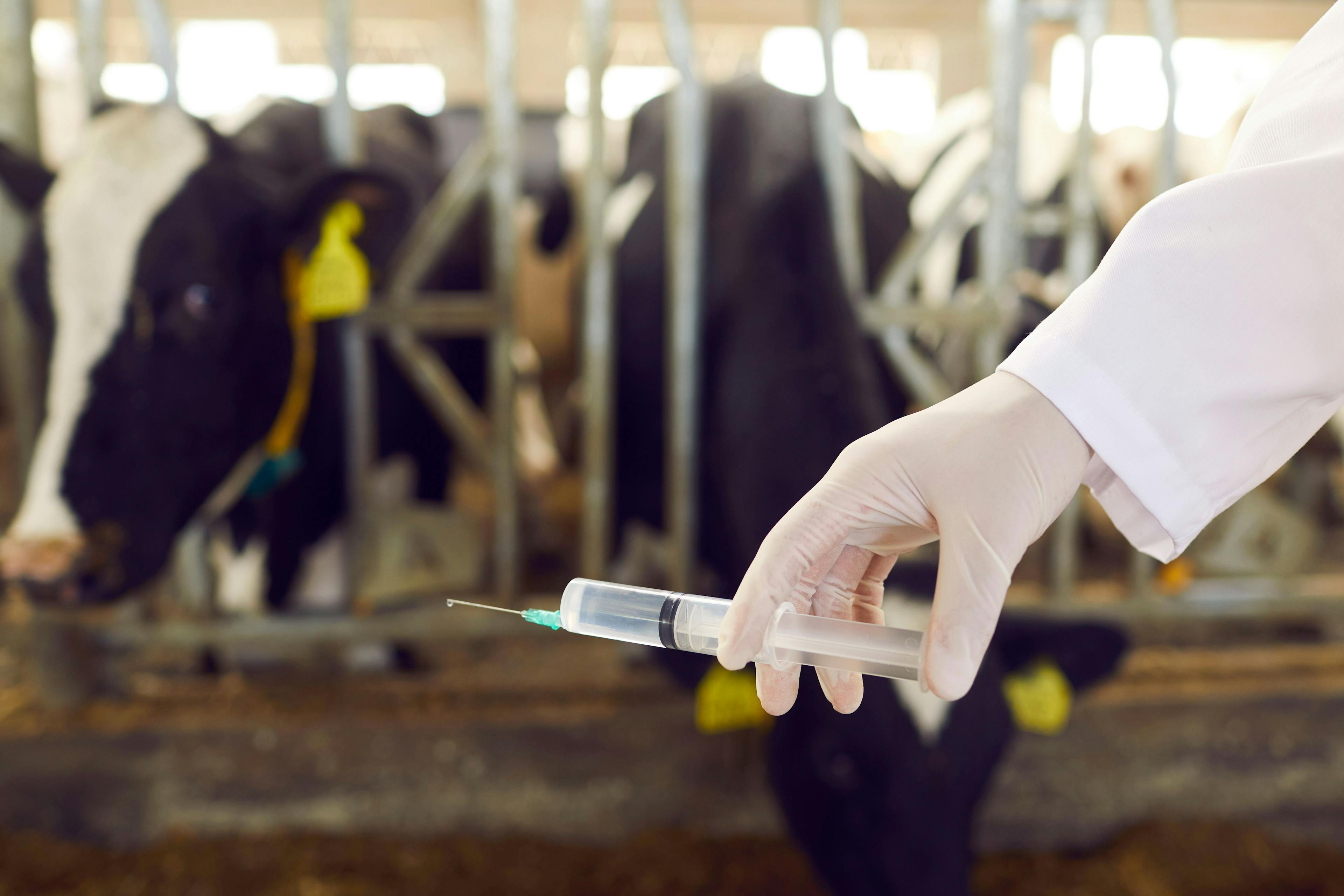 FDA’s new 5-year plan for antimicrobial stewardship in animals is released