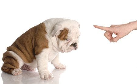 veterinary-bulldog-finger-wag-AdobeStock