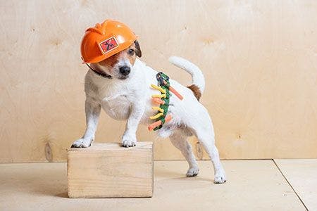 3 hacks for a successful veterinary clinic remodel