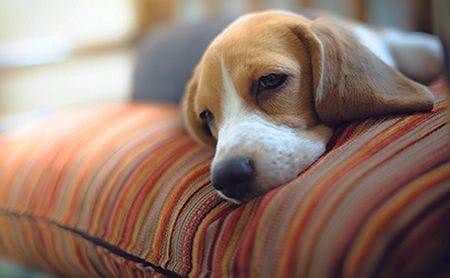 dog laying on couch