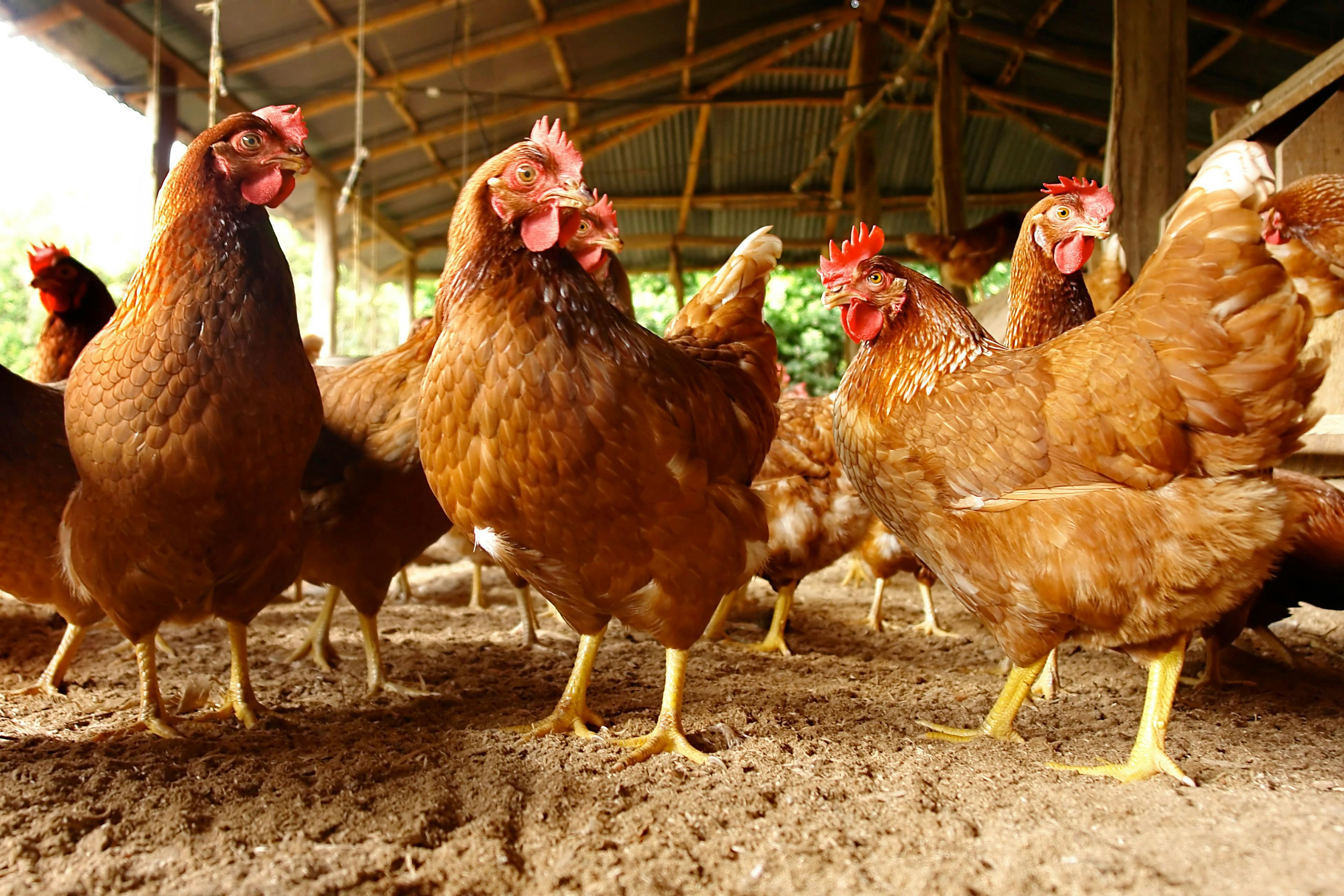 Studying bacteriophage therapy in chickens