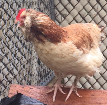 The chicken, Lola, who was a resident at Tooney's Last Resort (All images courtesy of Beach Animal Hospital). 