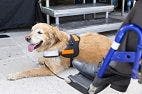 Functional MRI As an Early Predictor of Service Dog Work Suitability