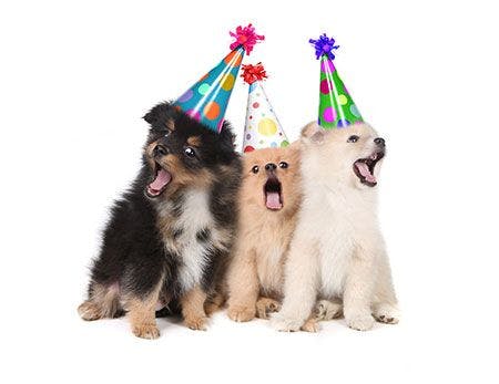 veterinary-dogs-party-hats-celebrating-win-rewards-AdobeStock_41990622-450.jpg