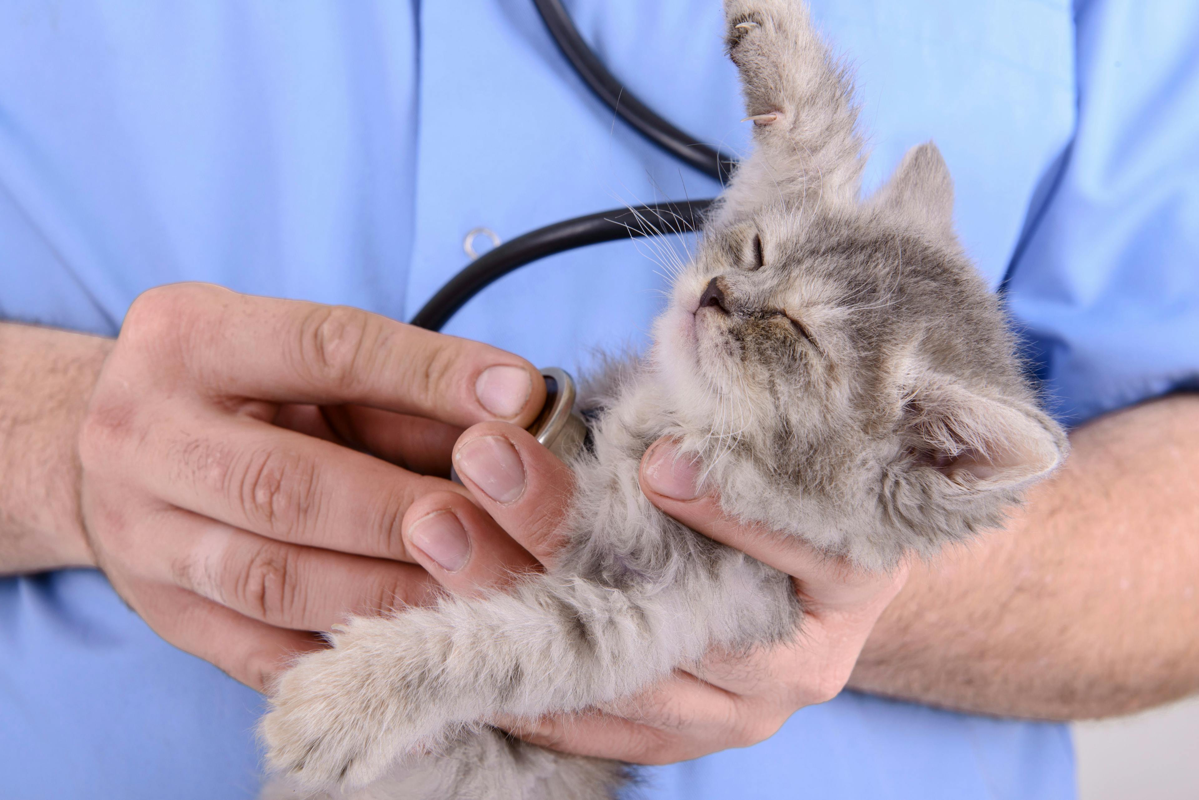 Leading specialty healthcare for pets starts with TLC