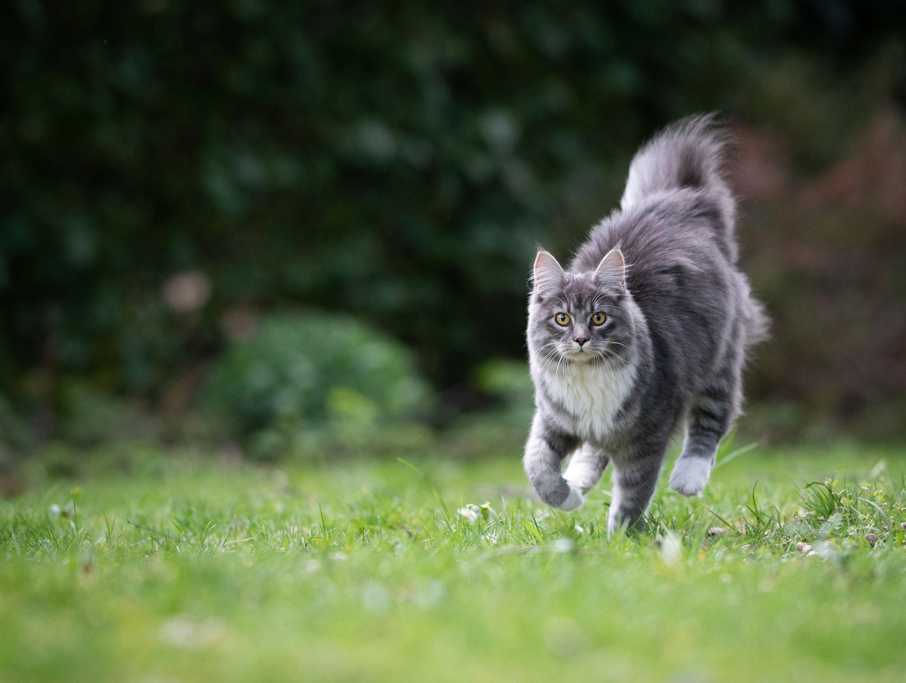 Demystifying the many myths about cats
