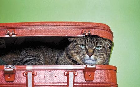 veterinary_cat_suitcase-450-85455503-extended.jpg