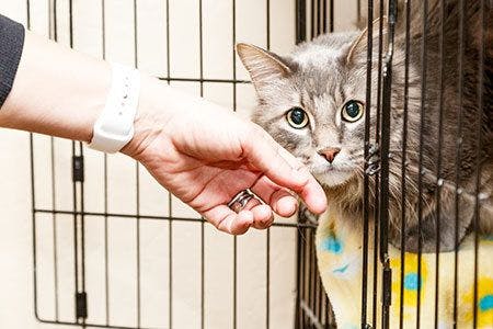 veterinary-hand-petting-scared-cat-in-cage-AdobeStock_145171540-450px.jpg