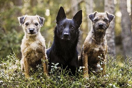 veterinary-dog-three-dogs-450px-shutterstock-490777345.jpg