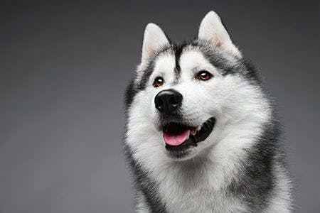 veterinary-dog-husky-proud-AdobeStock-72547514-450px.jpg