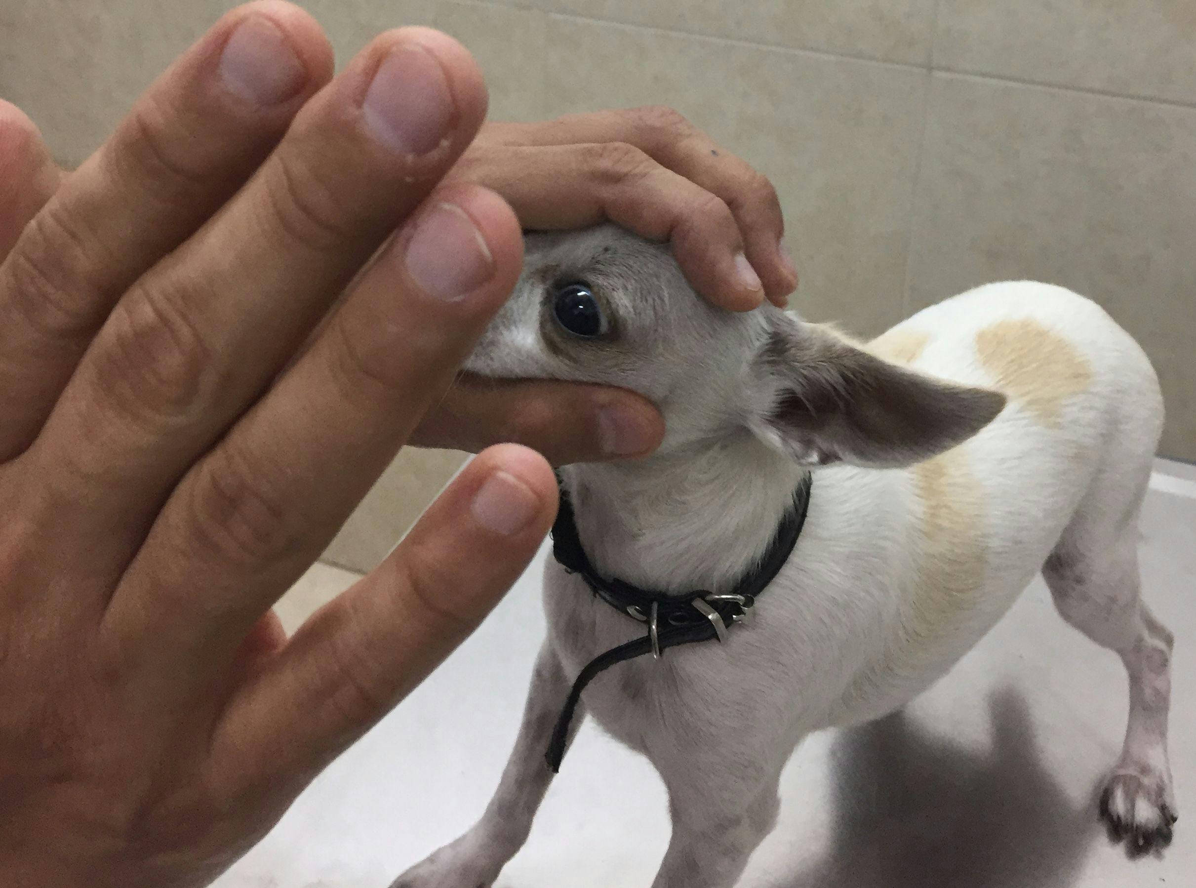 Figure 3. Vision in the left eye of this dog is evaluated by testing for the menace response. To prevent a false positive response, the untested eye is covered, and care is taken not to touch the facial hair.