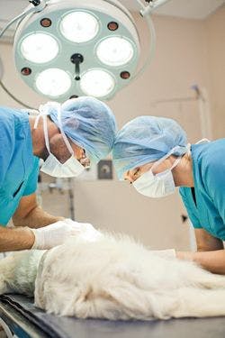 surgery dog body.jpg