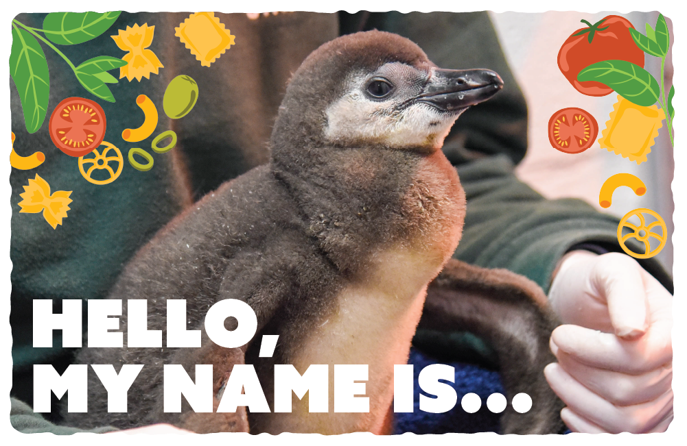 Maryland Zoo announces penguin chick name contest winner 
