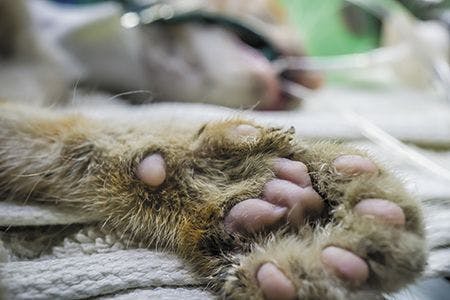 veterinary-closeup-shot-of-the-cats-paws-that-s-the-placement-450px-shutterstock-674405917.jpg