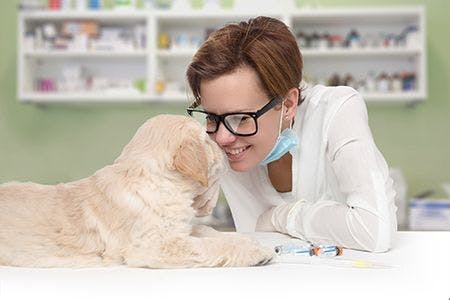 veterinary-puppy-vet-vaccine_AdobeStock_194085247-450.jpg
