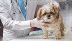 Survey Results: How Veterinarians Prescribe Fluoxetine for Dogs and Cats