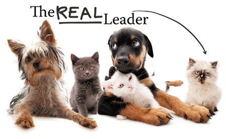veterinary_dog_cat_line_leader_450.jpg