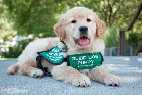 A Guide Dogs for the Blind puppy wearing a green vest. (Photo courtesy of Business Wire)