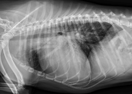 The malformed canine heart