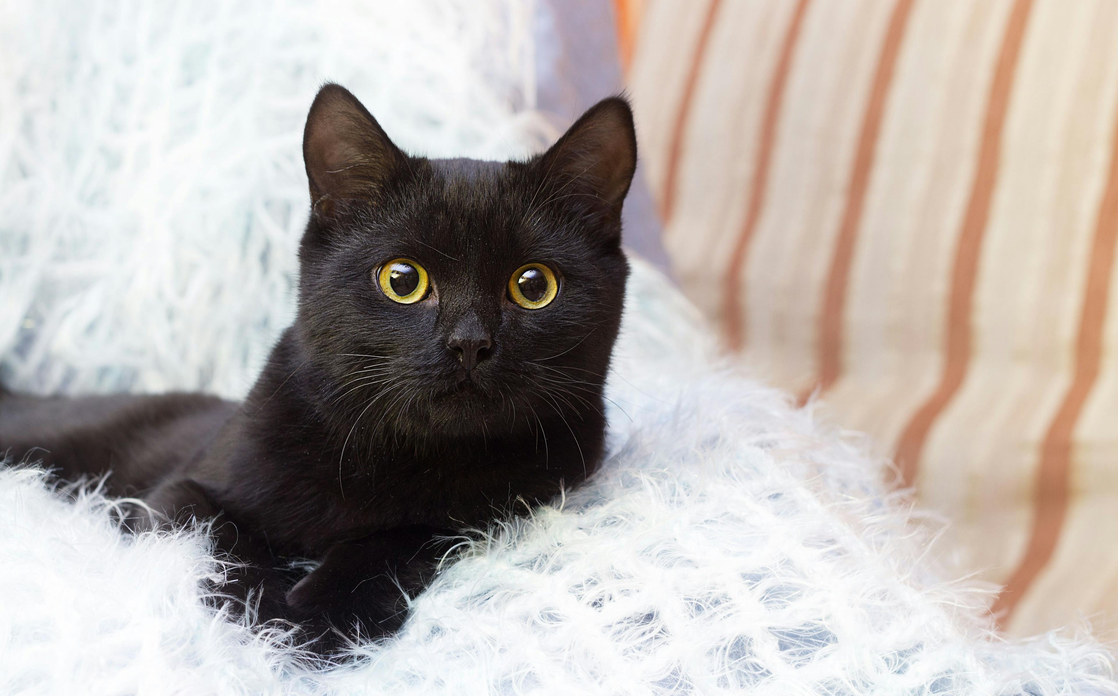 Celebrating International Black Cat Awareness Month