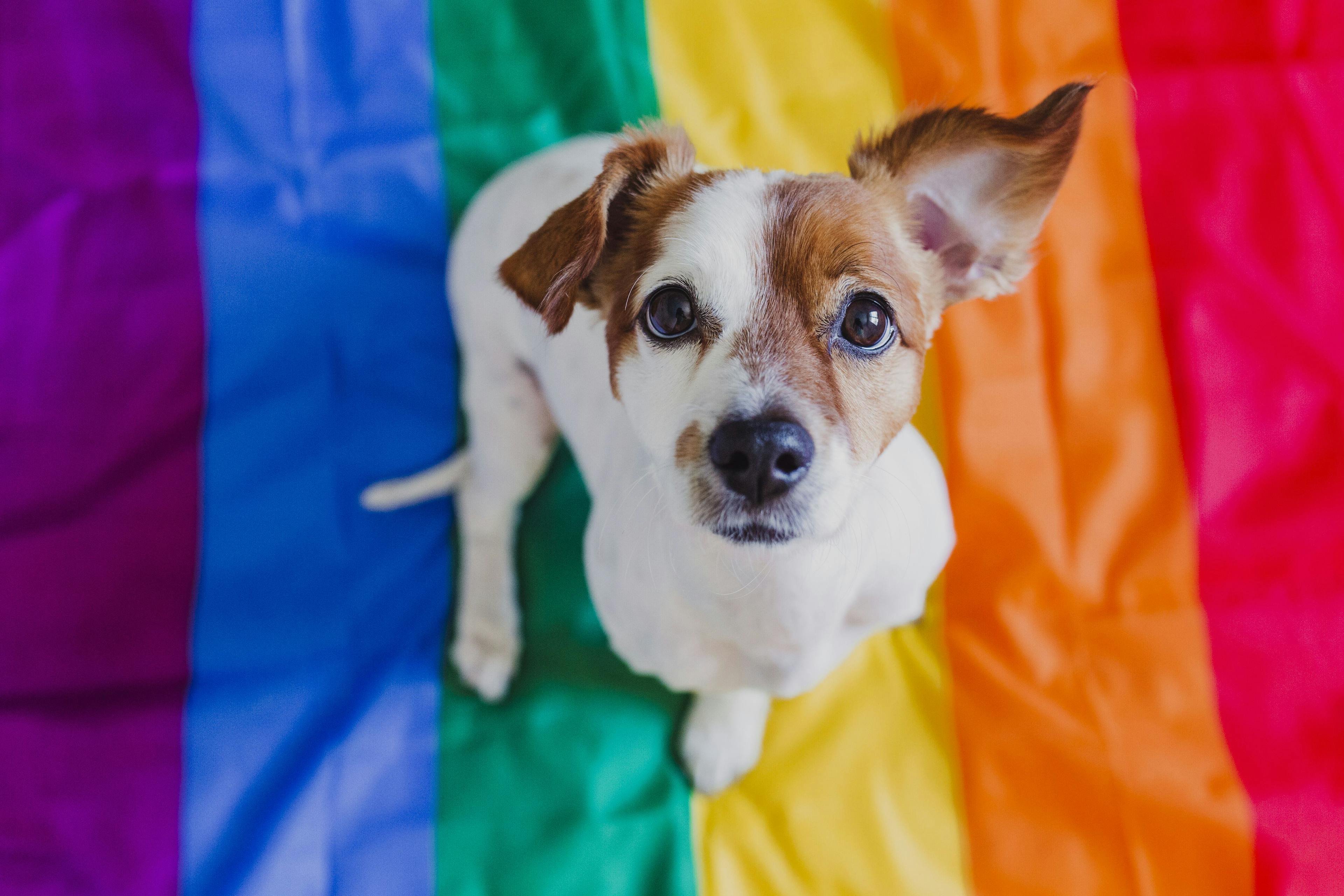 Supporting the LGBTQ+ community in the veterinary world and beyond 