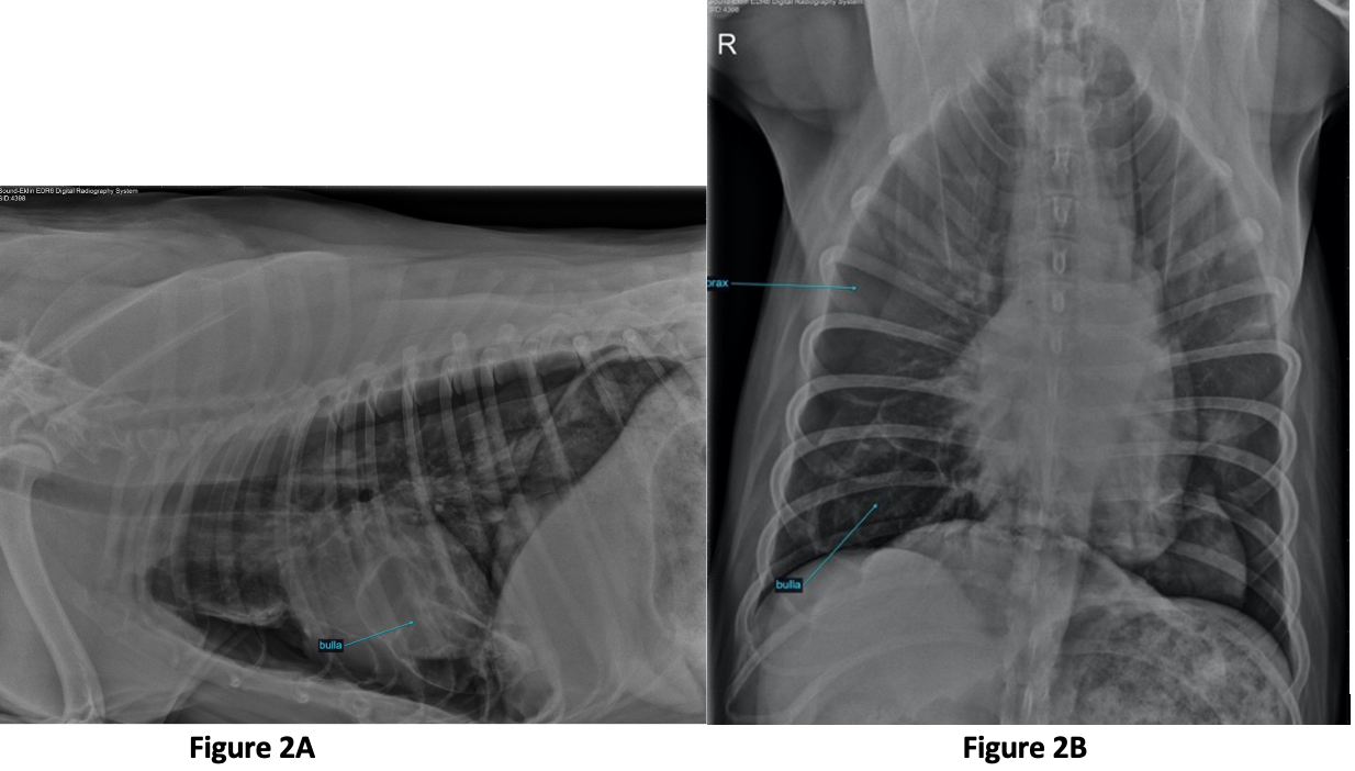 Lateral (A) and ventrodorsal (B) radiographs illustrating a pneumothorax and pulmonary bulla, both of which can be seen in Paragonimus infections.