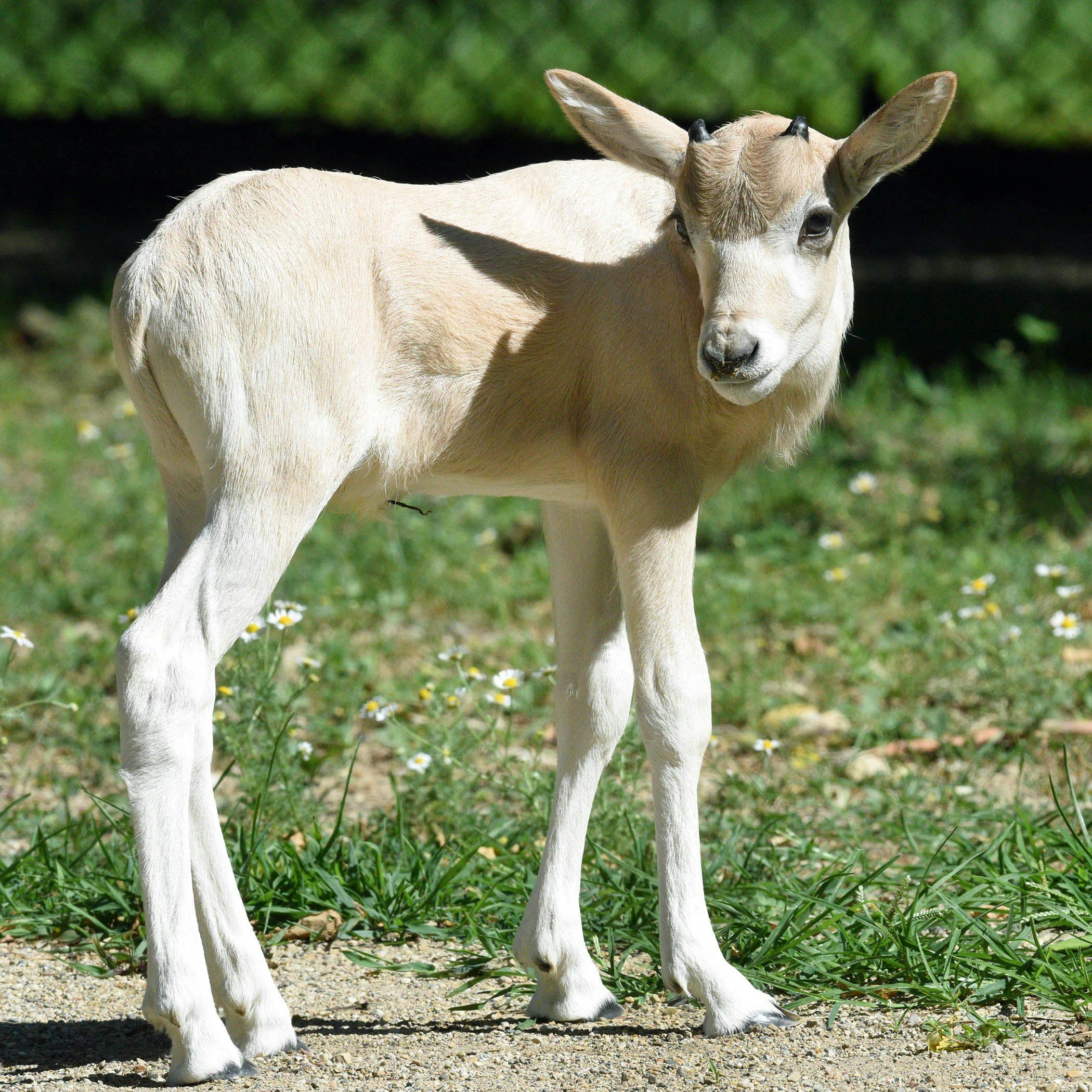 The male addax born at Brookfield Zoo (Photo courtesy of Chicago Zoological Society). 