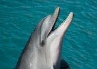 Nearly 100 Dolphins Dead Off Florida Coast