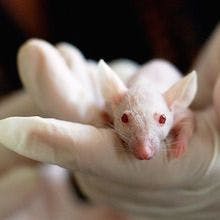How the U.S. Limited Animal Research and Testing in 2016