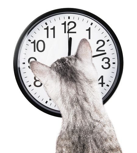 veterinary-clock-cat-isolated-on-white-background-450px-shutterstock-187277651.jpg