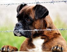 veterinary_dog_boxer_220px-584070535.jpg