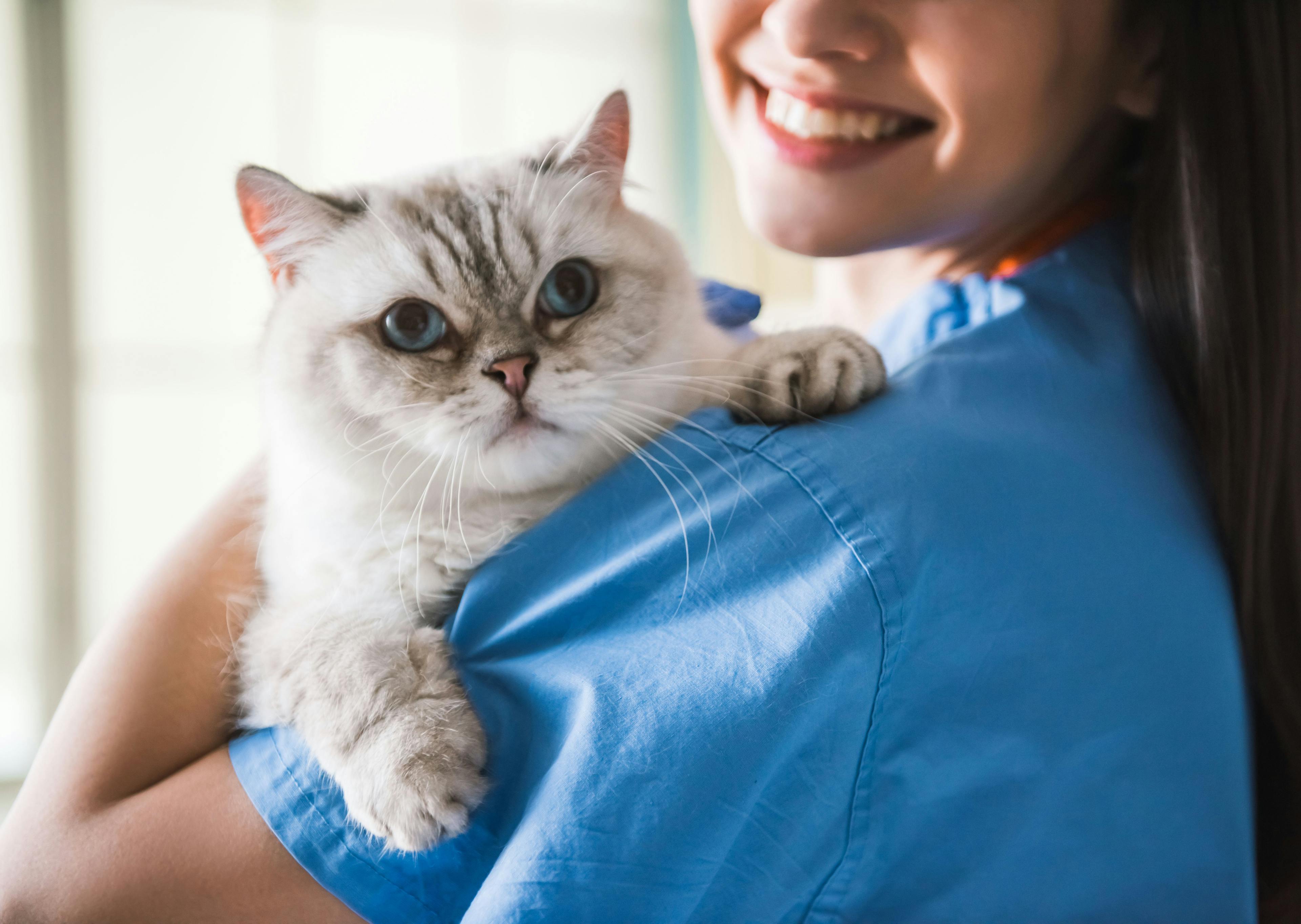 Scholarship applications open for veterinary students with passion for feline medicine