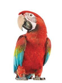 veterinary-parrot_168703105_220px.jpg