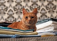 veterinary_cat_laundry_lay_-726526-1384190006589.jpg