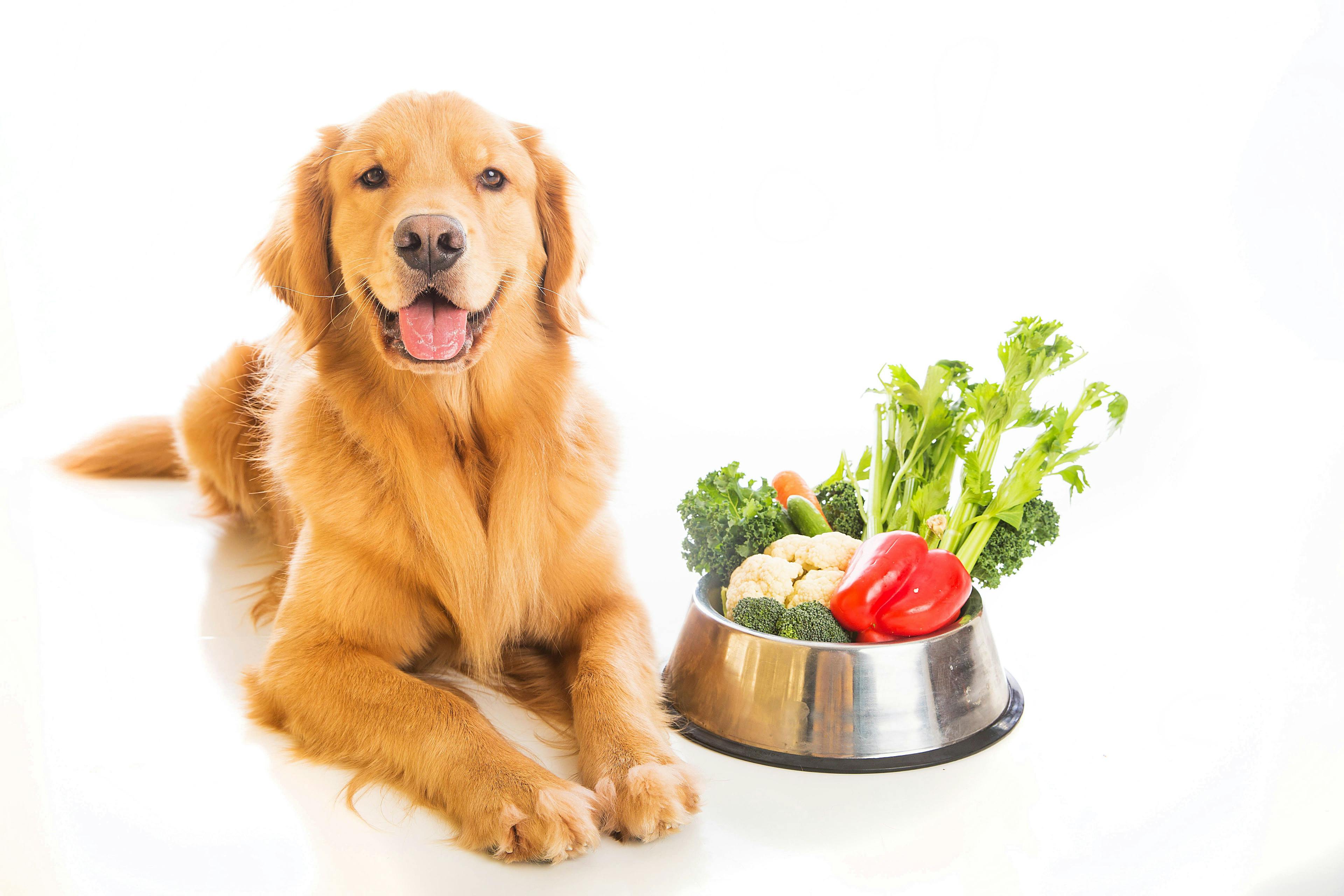 Happy dog with bowl full of vegetables