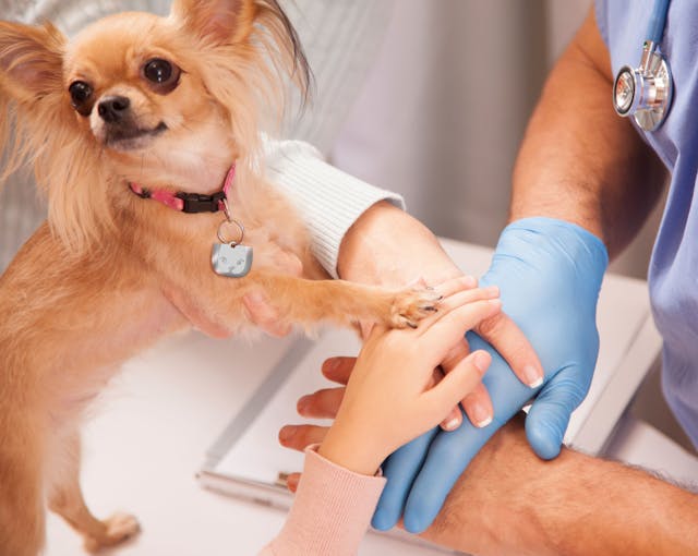 Saving pets’ lives is the real reason for medical insurance for cats and dogs