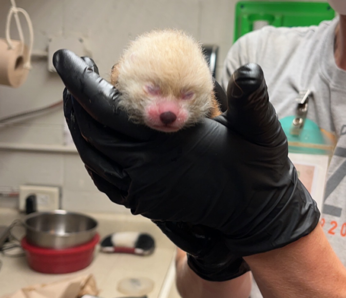 Precious snapshot of the newborn red panda (Photo courtesy of Potter Park Zoo). 