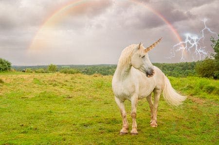veterinary-Epic-Unicorn-In-Field-With-Rainbow-And-Lightning-450px-176570508.jpg