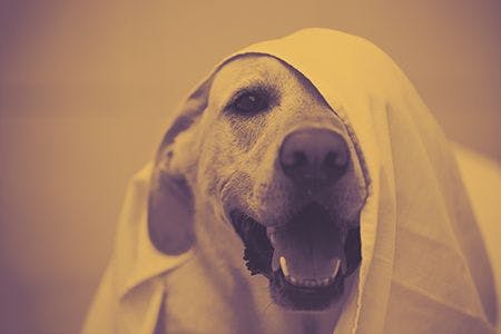 veterinary-dog-labrador-retriever-white-bed-sheet-shutterstock_196678715-450.jpg