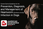AHS Releases New Canine Heartworm Guidelines