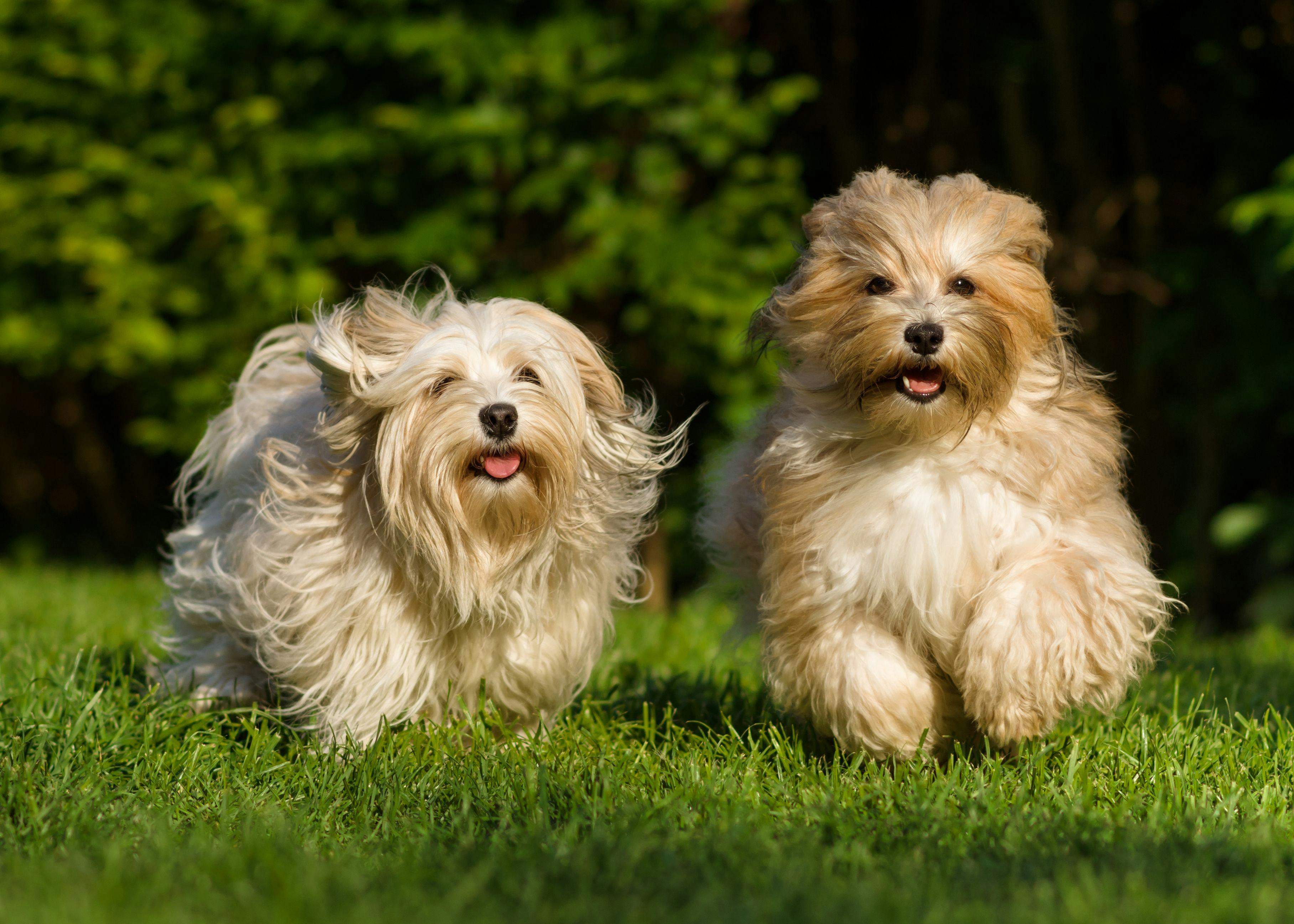 Study reveals safety of long-term daily cannabidiol use in healthy dogs
