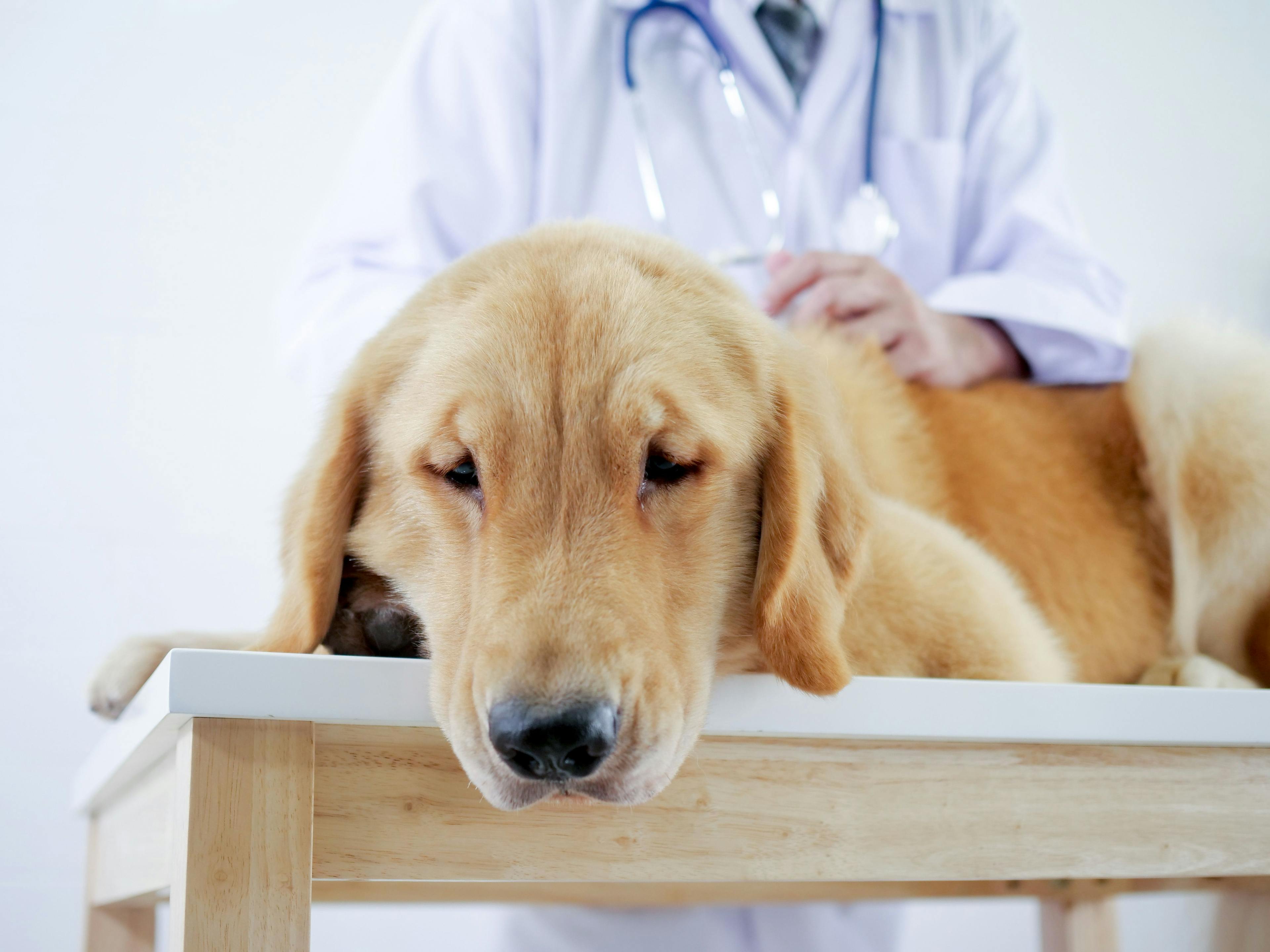 Dog not feeling good with veterinarian