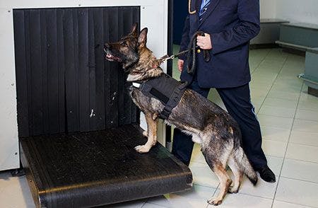 veterinary-dog-security-airport-AdobeStock-259331195-450px.jpg