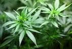 Medical Marijuana Research Remains Top Priority for Veterinarians