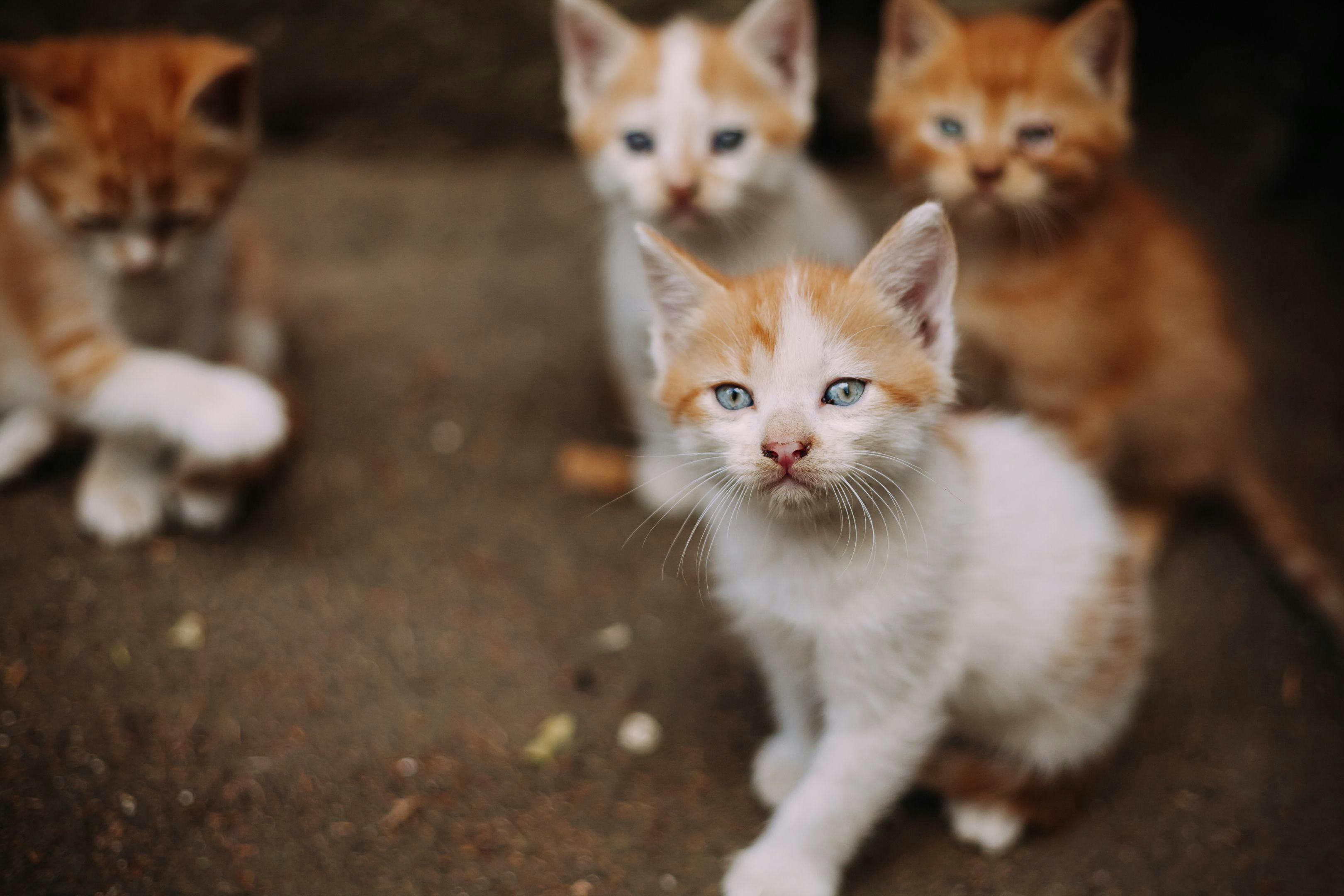 Alley Cat Allies provides humane assistance to address cat population in Cayman Islands