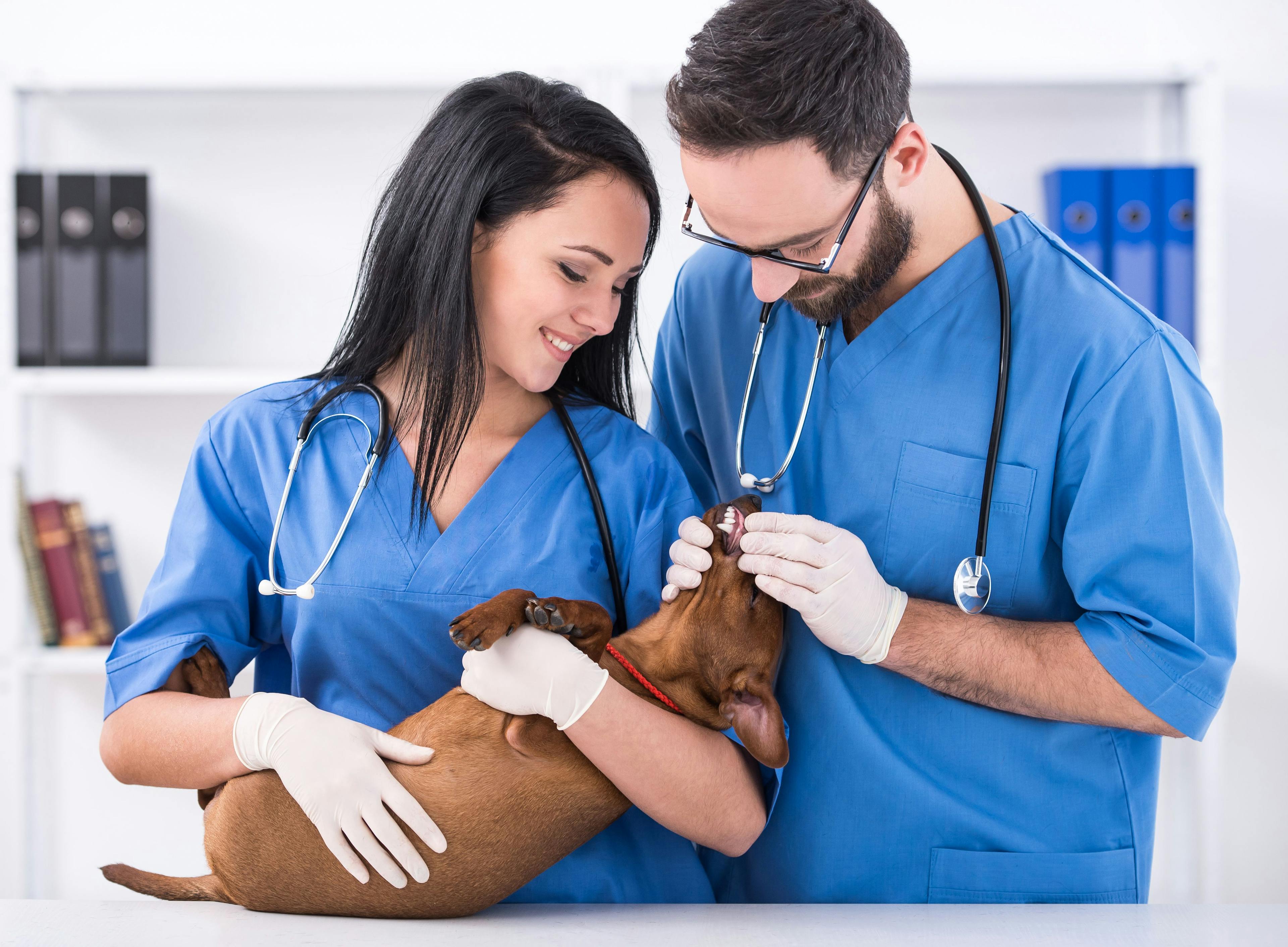 Veterinary technicians embrace their roles