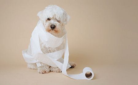 dog wrapped in toilet paper